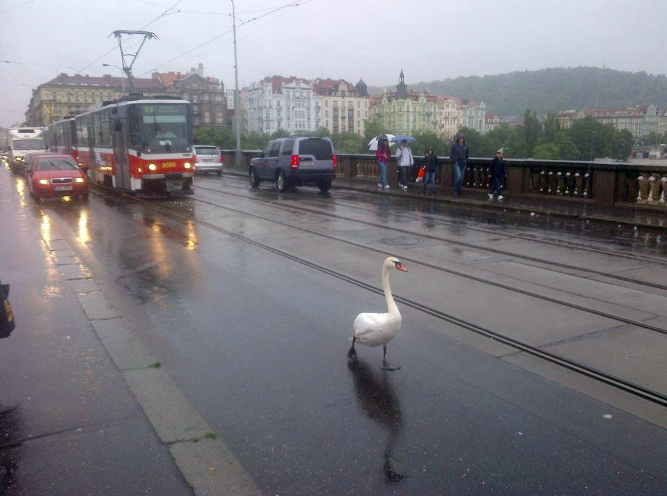 Дуй домой картинки прикольные