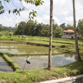 Bali2015-08-003